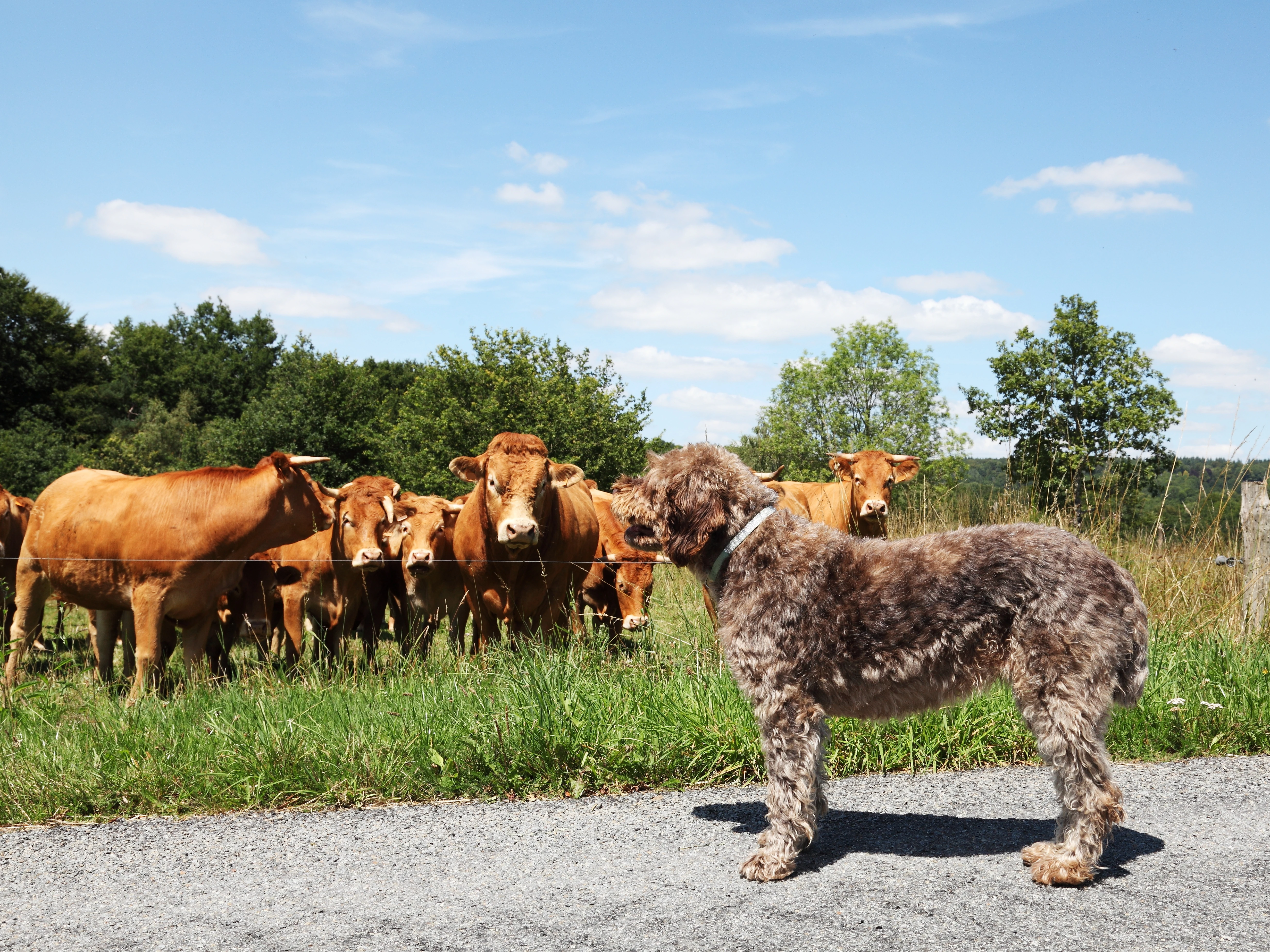 Pets vs. Cattle - DevOps Concepts